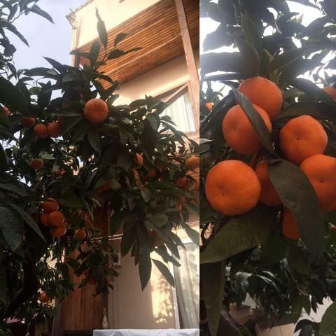 Gostevoy Dom Samir Hotel Gagra Buitenkant foto